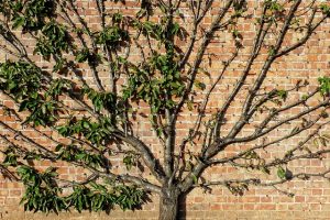 Tree near a wall