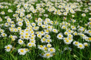 Garden full of flowers